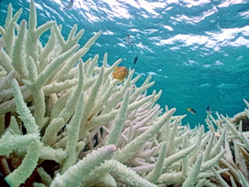 066-coral
