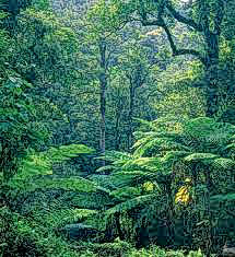 forest