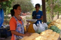 พิษณุโลกแล้งหนัก-ผลผลิตมะม่วงไม่พอส่งออก