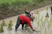 ปัญหาขาดแคลนน้ำทำนา จ.กาฬสินธุ์