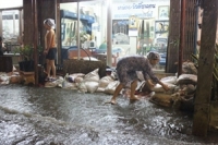 เชียงรายเจอฝนหนักทั้งคืน ทำน้ำท่วมขังตัวเมือง ชาวบ้านขนของหนีน้ำวุ่น