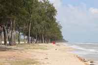 การพัฒนาแนวทางการปลูกป่าชายหาดด้วยหลักการป่านิเวศ (Eco-forest) 