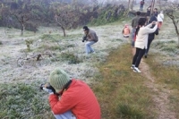 น้ำค้างแข็งเต็มยอดดอยเชียงใหม่ 