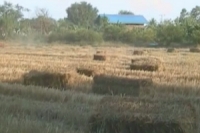 ชาวบ้าน ต.ตูม ศรีษะเกษ ประสบภัยแล้งหนักที่สุดในรอบ 5 ปี