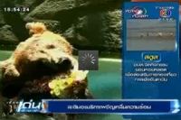 ละตินอเมริกาเผชิญคลื่นความร้อน