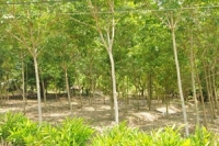 สวนยางยกร่อง
