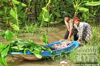 อยุธยา-คลองบางหลวง บางบาลน้ำสูง พืชสวนเสียหายหนัก