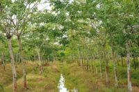 สวนยางยกร่อง