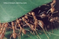 การทำนายสภาพภูมิอากาศจากพฤติกรรมของสัตว์