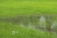 ฝนทิ้งช่วง ชาวนาระวังปลูกข้าวไม่มีน้ำ