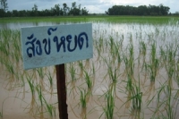 ปลูกข้าวพื้นบ้านในพื้นที่นาหลังน้ำท่วม