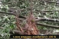 พายุพัดถล่ม ตราด สวนยาง สวนผลไม้ เสียหายกว่า 100 ไร่