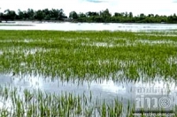 สุรินทร์ ข้าวหอมมะลิเสียหายแล้วกว่า 3 หมื่นไร่
