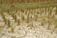 อีสานตอนล่างแล้งหนักพื้นที่ปลูกข้าวเสี่ยงเสียหาย 10 ล้านไร่